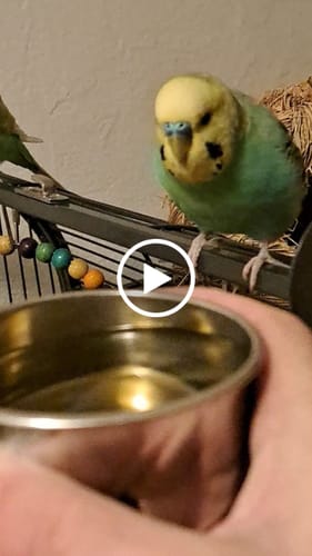 Customer video review of Entzündungshemmer