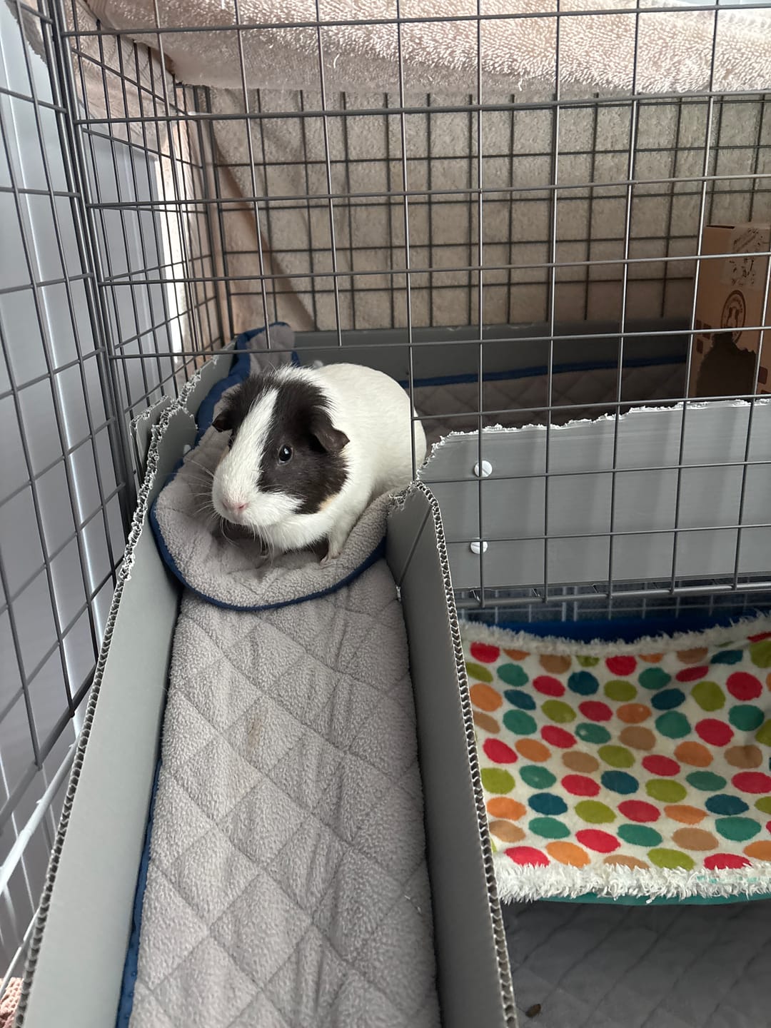 Customer photo review of Piggy Condo C&C Balcony