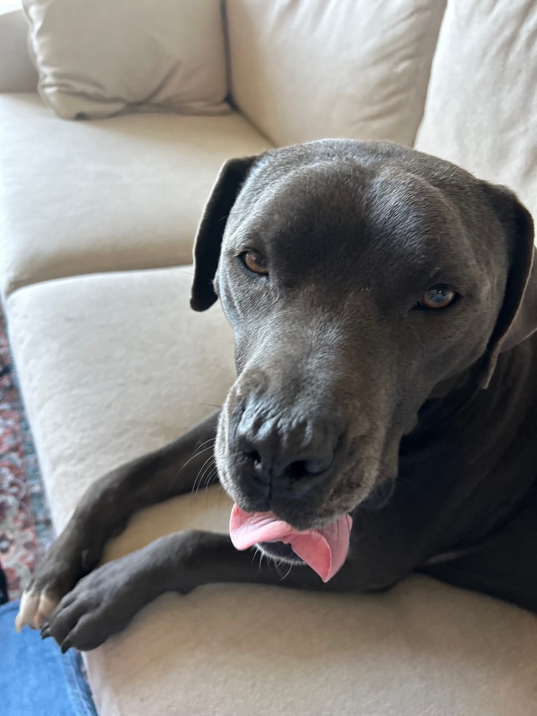 Customer photo review of 6 Inch Monster Braided Bully Stick
