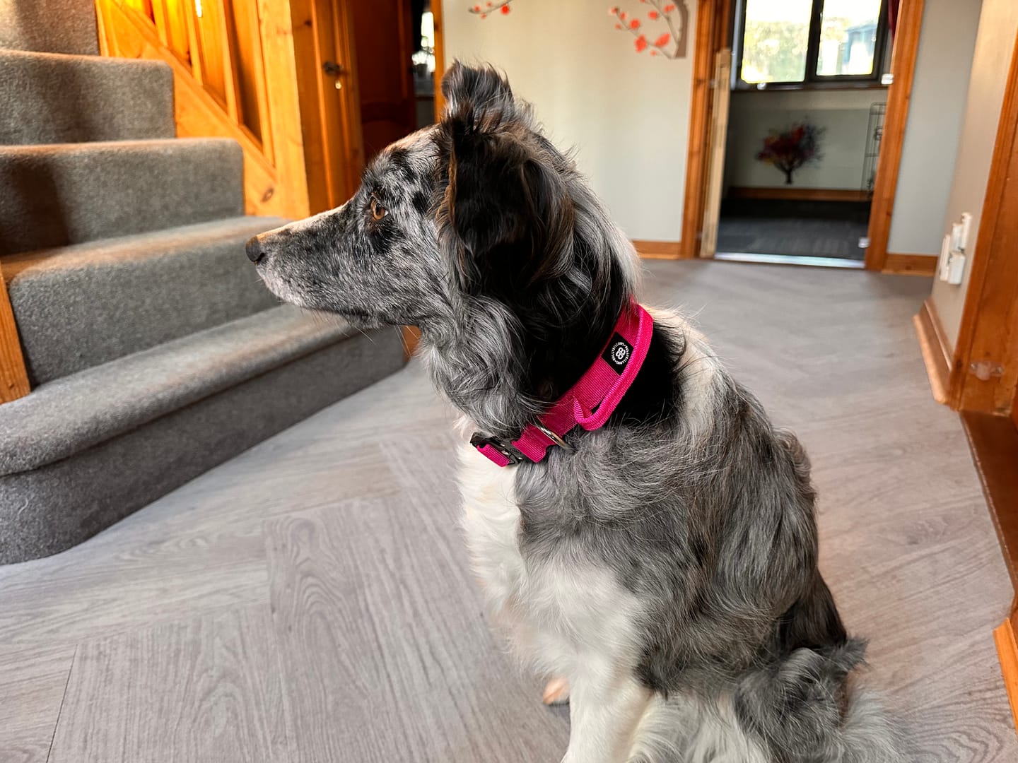 Customer photo review of 2.5cm Combat® Collar | With Handle & Rated Clip - Magenta