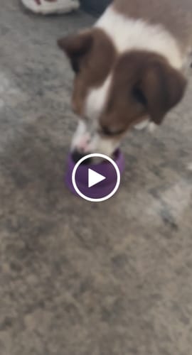 Customer video review of Freezball - Durable Fillable Dog Chew Bone