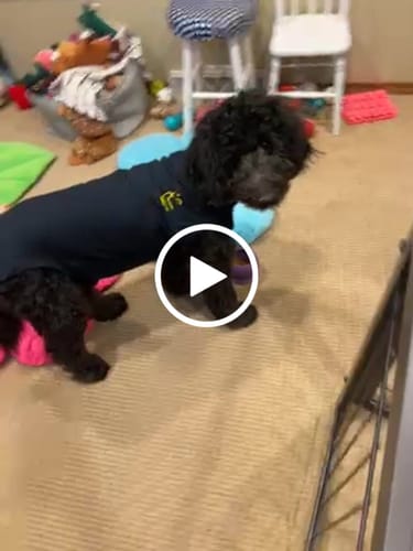 Customer video review of Freezball - Durable Fillable Dog Chew Bone