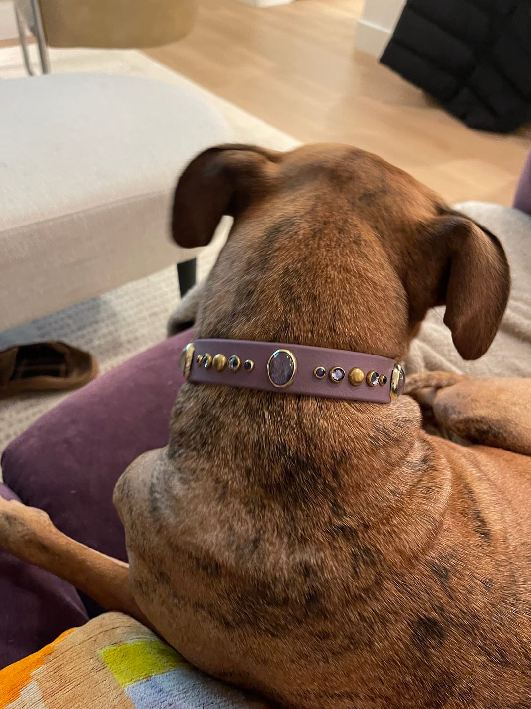 Customer photo review of The 'Bodhi' Collar