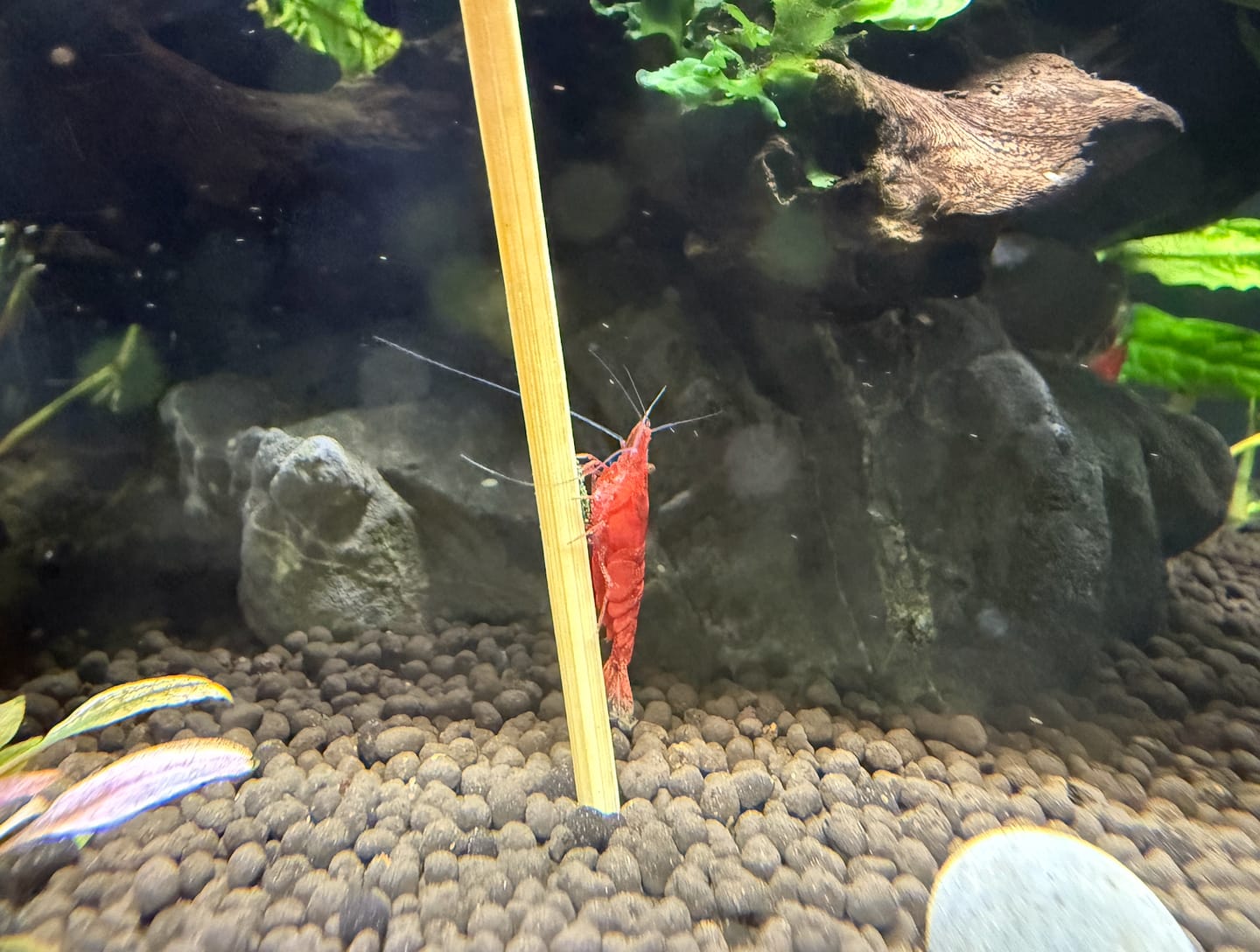 Customer photo review of Christmas Shrimp Pack "NEW"