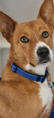 Customer photo review of Tactical Dog Collar