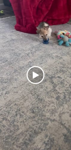 Customer video review of Freezball - Durable Fillable Dog Chew Bone