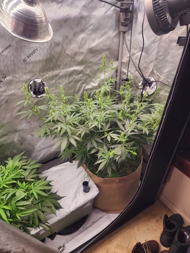 Customer photo review of Grassroots Living Soil Fabric Pots