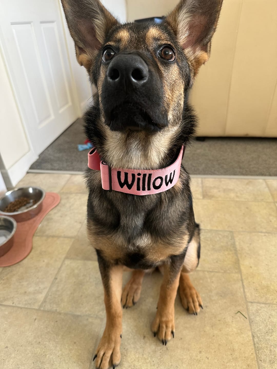 Customer photo review of 5cm Combat® Collar | With Handle & Secure Clip - Pink