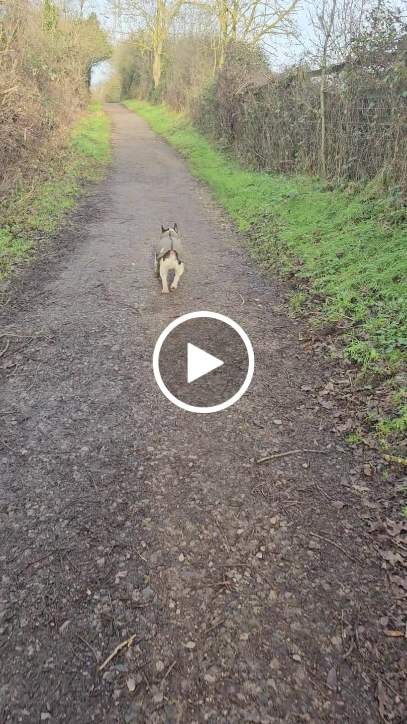 Customer video review of Dog Fleece With Zip - Khaki