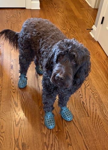 Customer photo review of WagWellies® Mojave