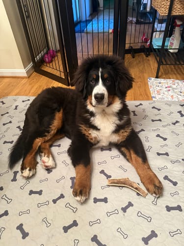 Customer photo review of Potty Buddy™ - The Durable Leak-Free Potty Pad