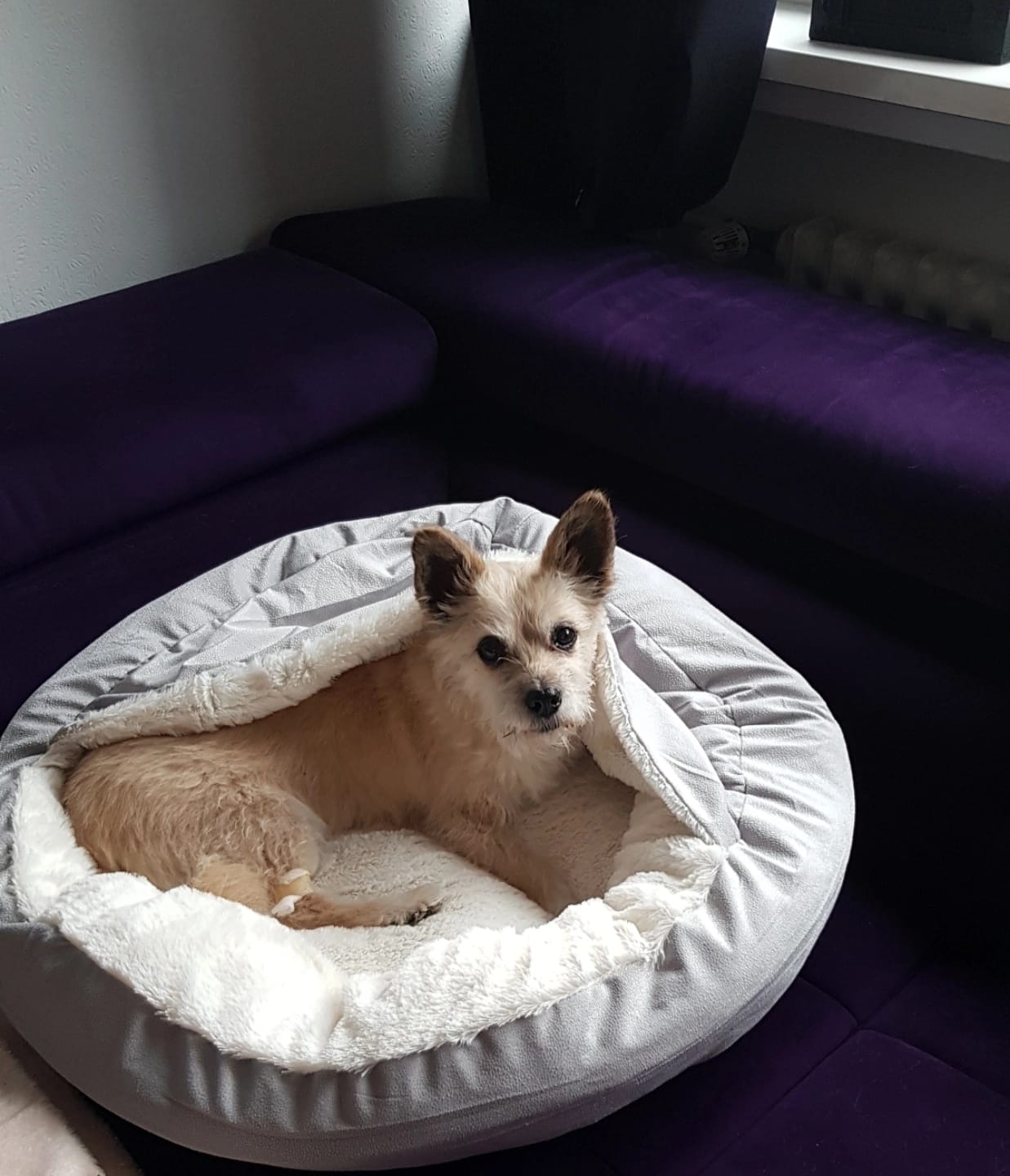 Customer photo review of Emmalove - Kuschelhöhle für Hunde
