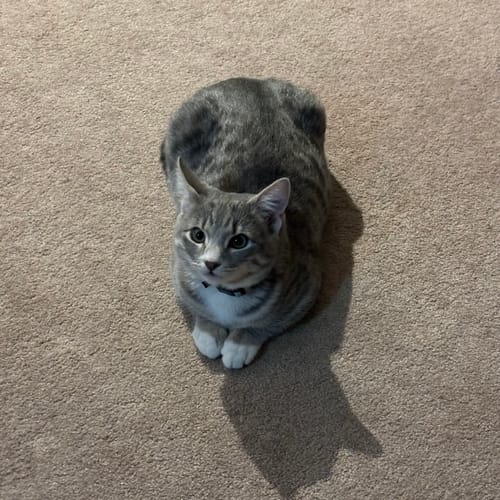 Customer photo review of 3 Month Supply - 1 Cat