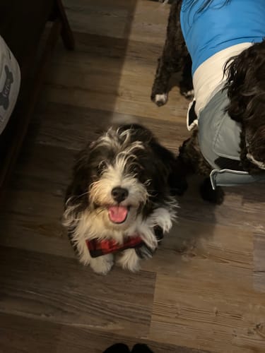 Customer photo review of GCP Flea & Tick Natural Defense for Dogs - 100 Soft Chews