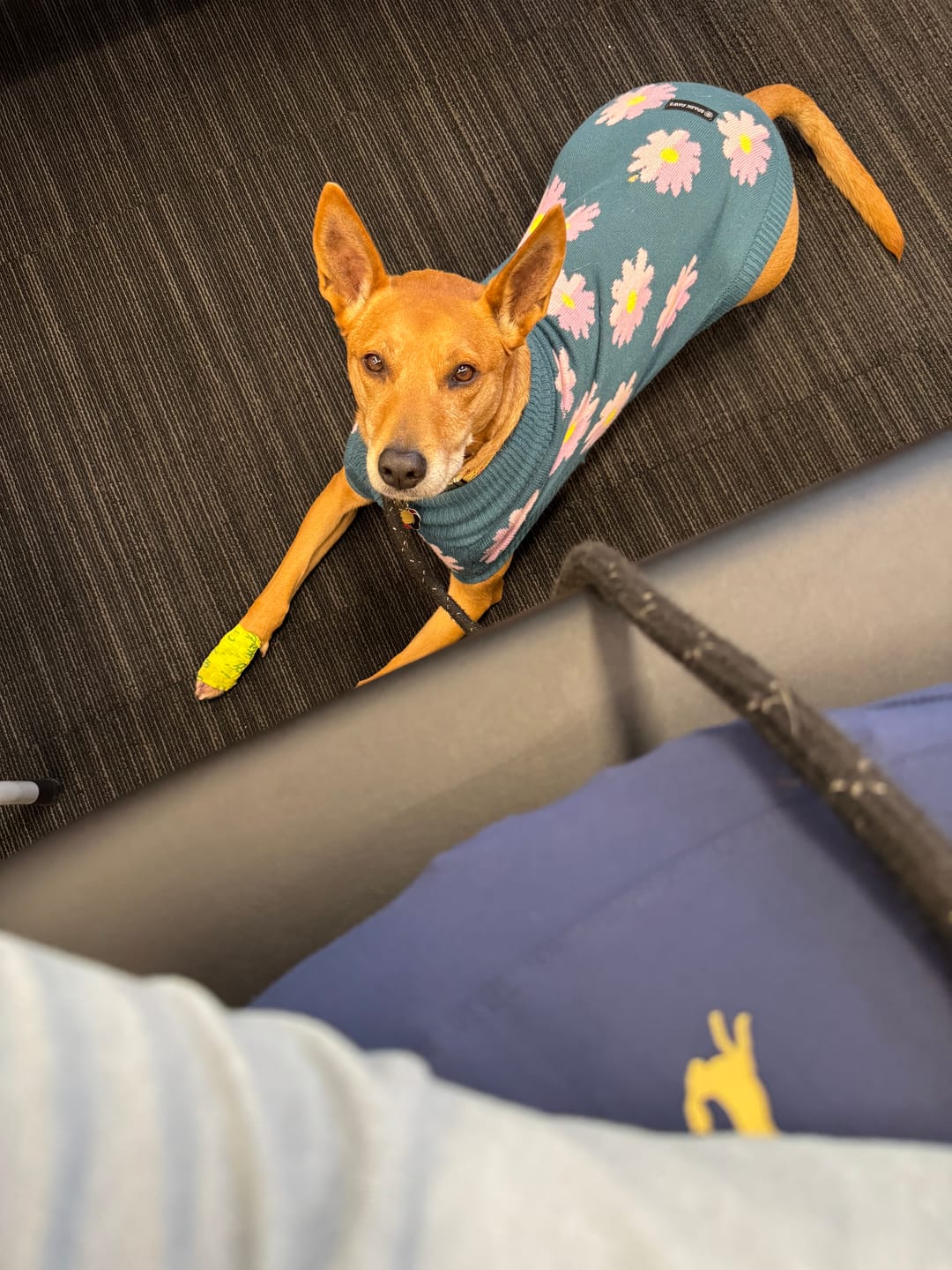 Customer photo review of Flower Knit Dog Sweater