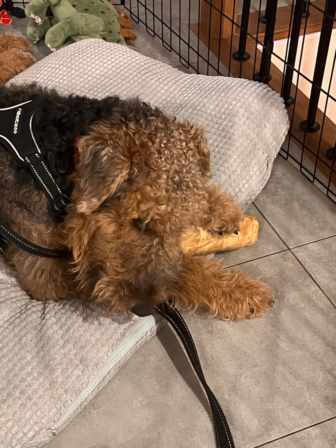 Customer photo review of 5-6 Inch Peanut Butter Cheek Roll