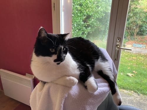 Avis photo d'un client sur Croquettes Chat Stérilisé Sans Céréales - Poulet