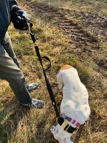 Customer photo review of Guinzaglio Sniper Multifunzione