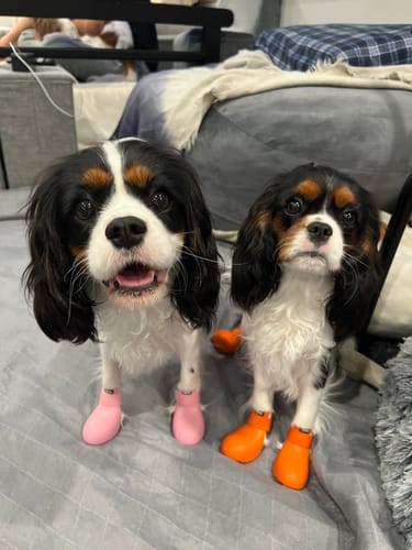 Customer photo review of WagWellies® by wagwear