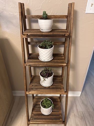 Customer photo review of Assorted Beginner Plants
