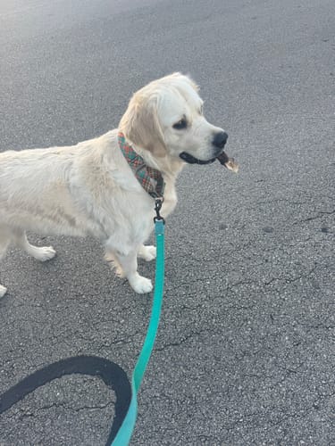 Customer photo review of Sweater Weather Martingale Collar