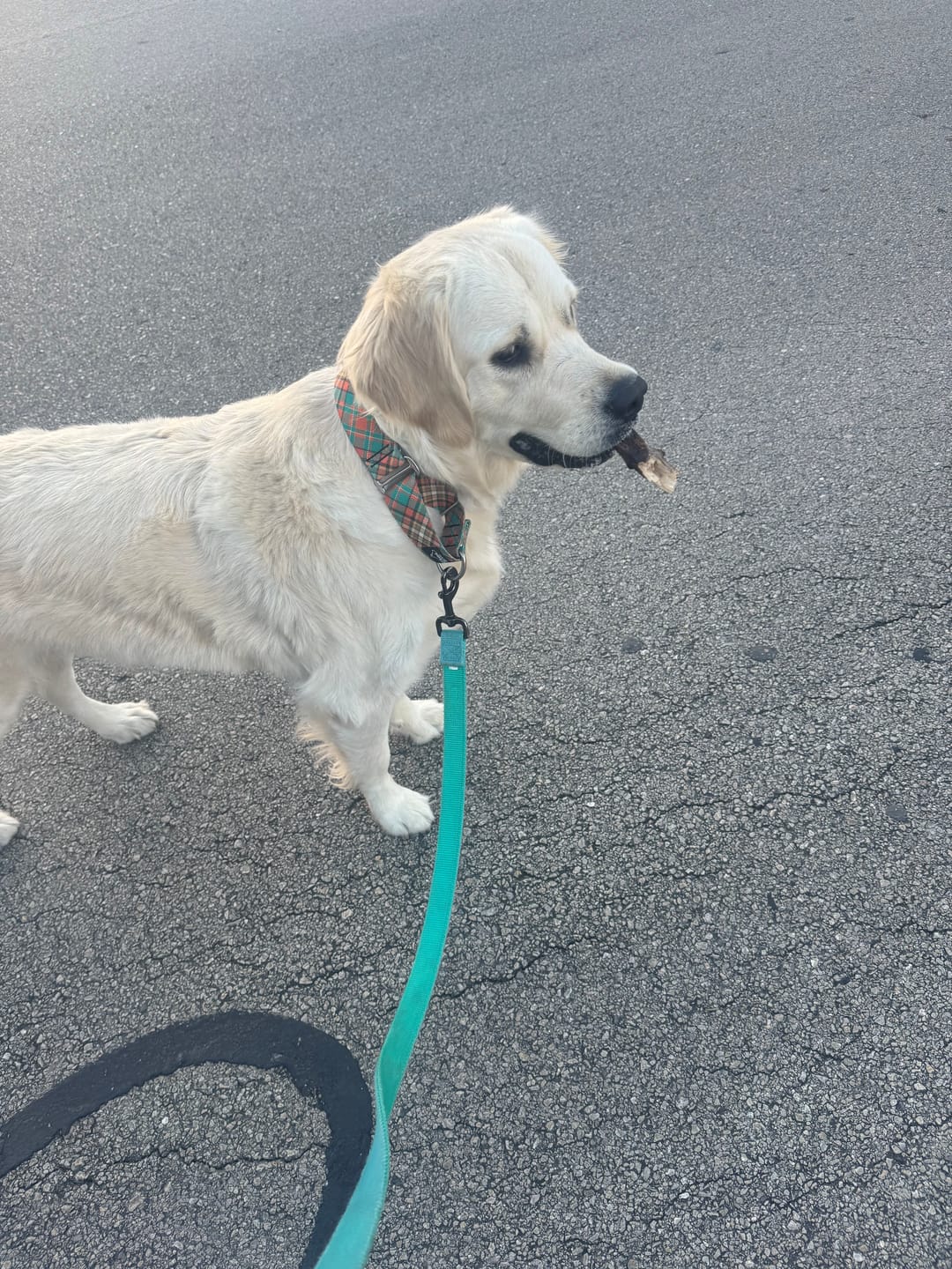 Customer photo review of Sweater Weather Martingale Collar