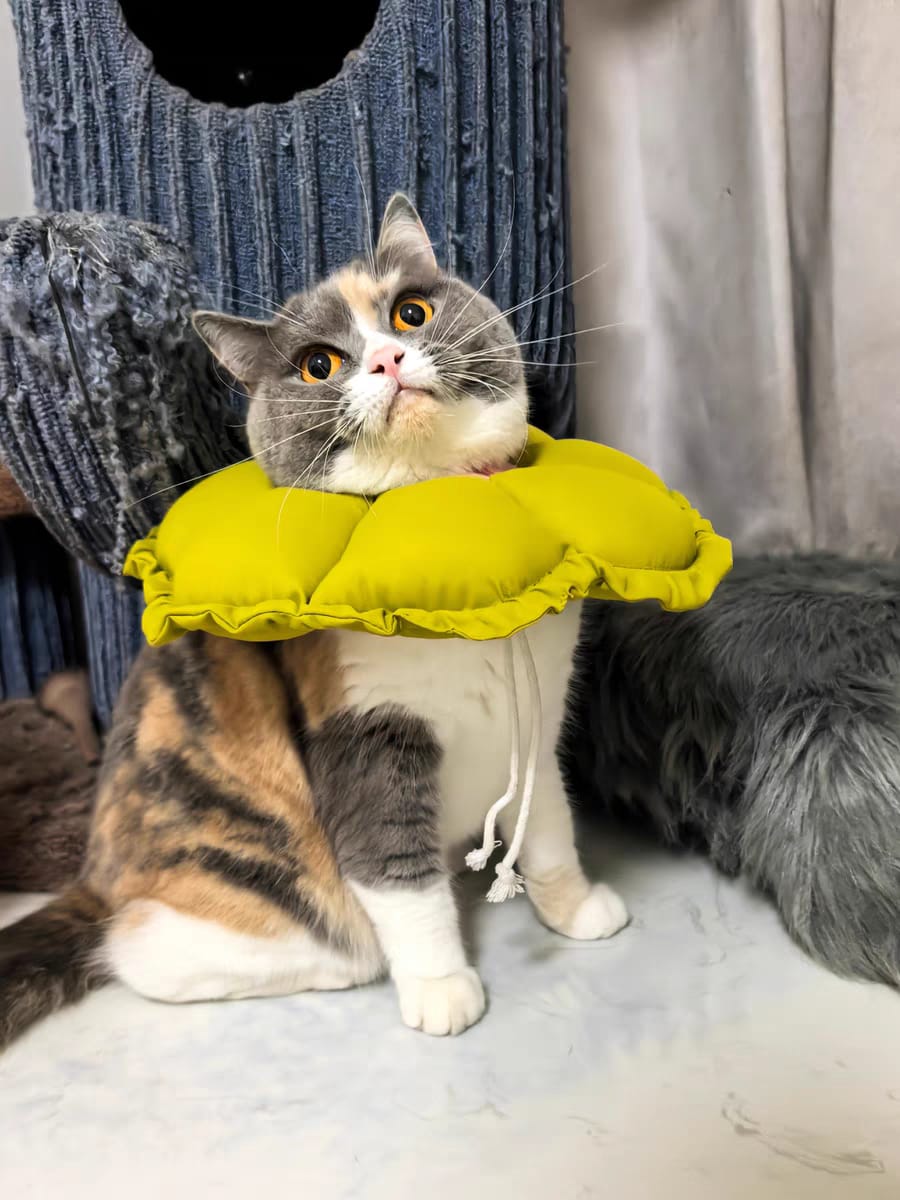 Customer photo review of Upgraded Floral Elizabeth Collar - Comfortable for Eating and Sleeping