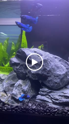 Customer video review of Mix Avarta Black Blue Galaxy, Black Green Galaxy Female Betta Fish
