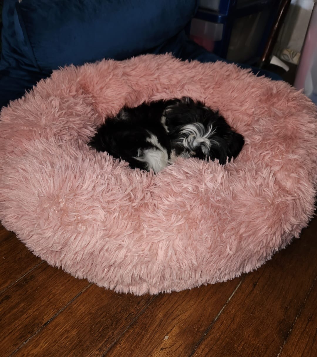 Customer photo review of Pawz Non-Removable Calming Pet Bed