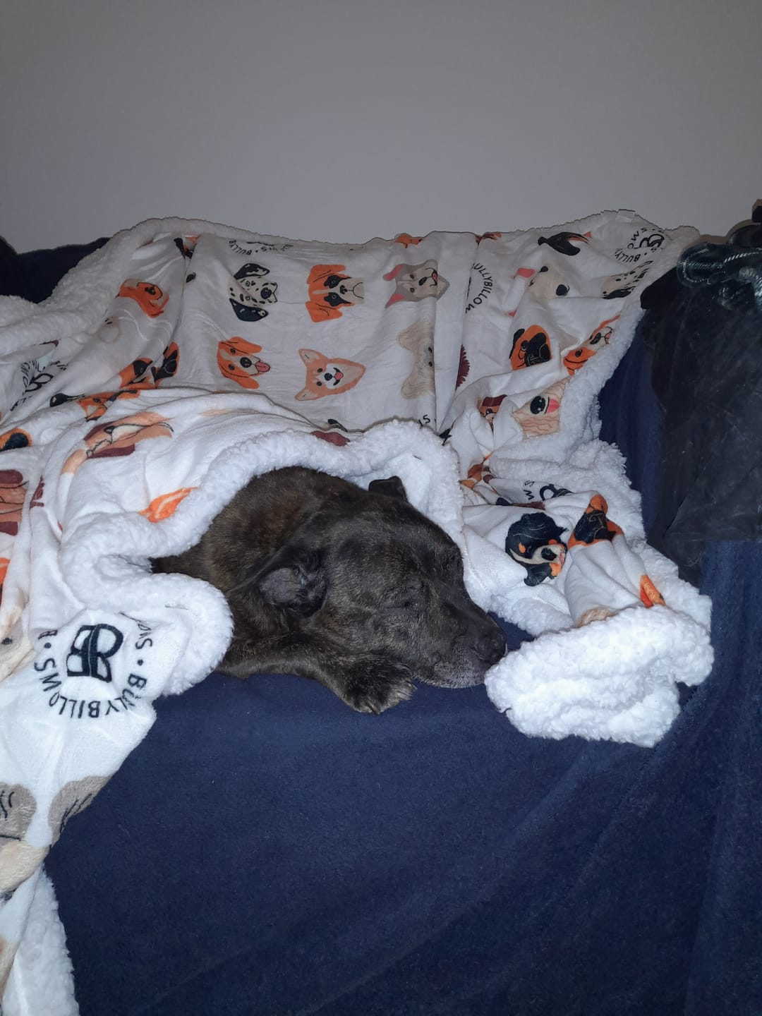 Customer photo review of Luxury Dog & Human Blanket