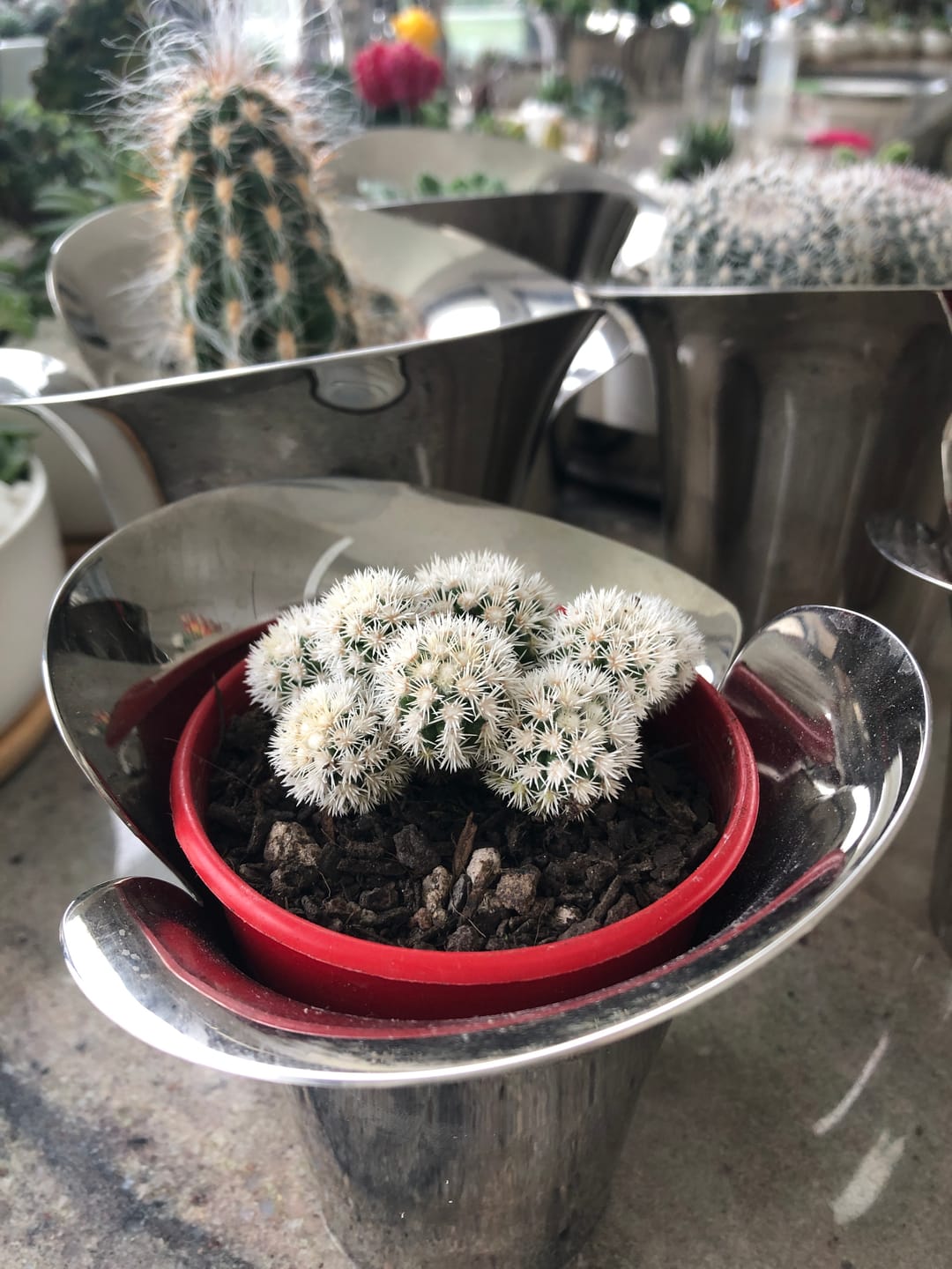 Customer photo review of Mammillaria Vetula ssp Gracilis 'Arizona Snowcap'