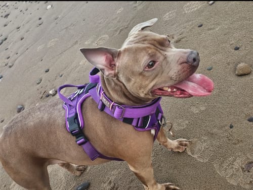 undefined review of 1.2m Mini Combat Lead | Secure Clasp - Purple x Metal Grey image 1 out of 3