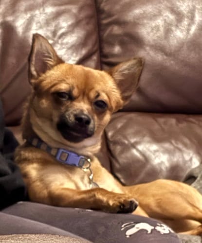 Customer photo review of Jr Pure Sticks Dog Treats 50g