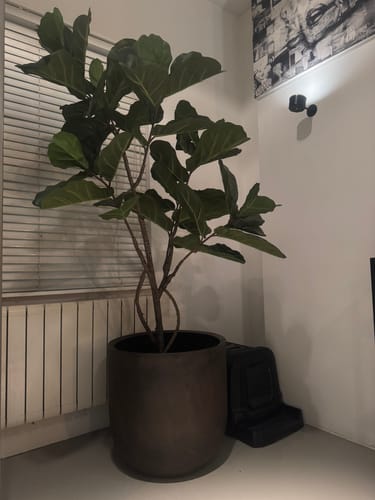 Customer photo review of Ficus Lyrata Kunstplant 180cm