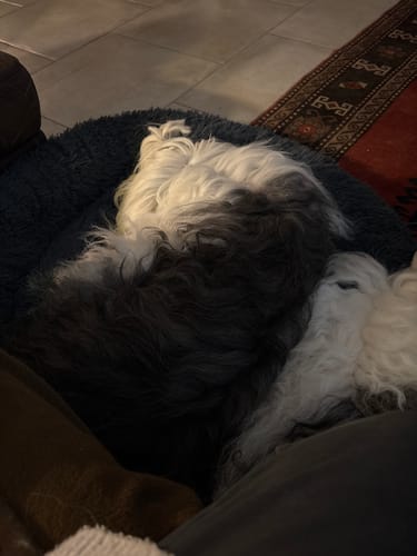 Customer photo review of Puppery Hundebett Wolke 7 - Das Original