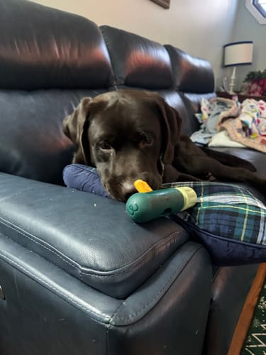 Customer photo review of MIX FLAVORED CHEWS ( A PACK OF 6 STICKS )