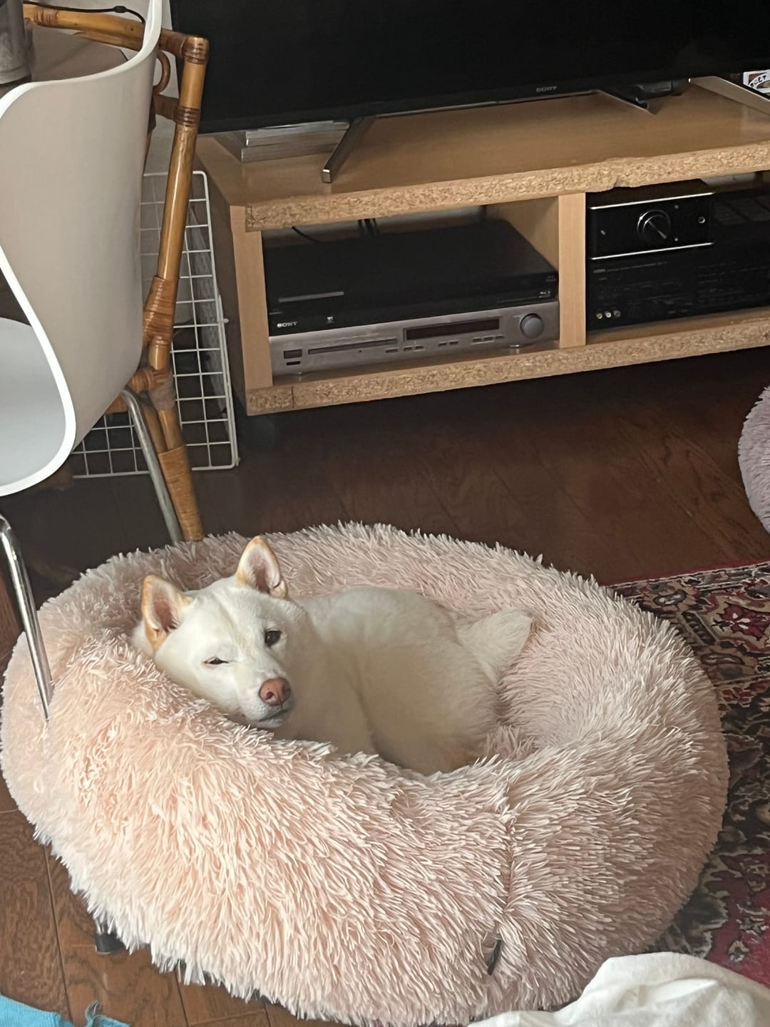 Customer photo review of 替えカバー（ペットが安らぐベッド、日本製クッションベッド専用）