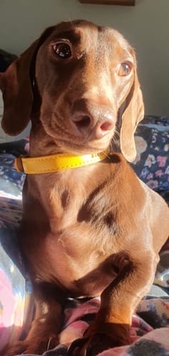 Customer photo review of Vegan Leather Dog Collar - Amber