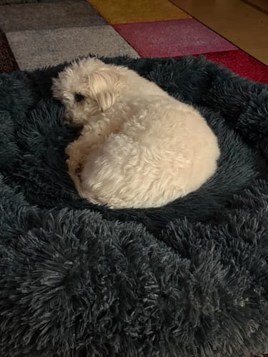 Customer photo review of Puppery Hundebett Wolke 7 - Das Original