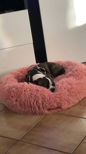 Customer photo review of Puppery Hundebett Wolke 7 - Das Original