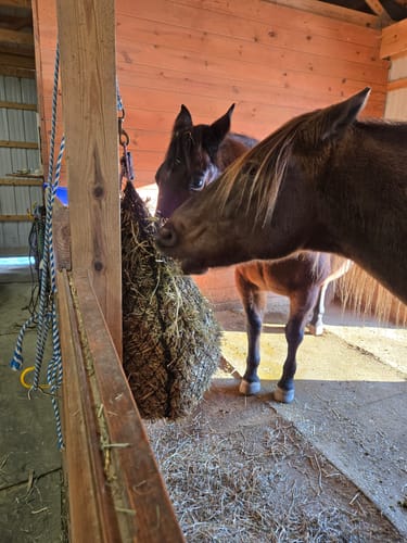 Customer photo review of Hay Chix® Half Bale Net