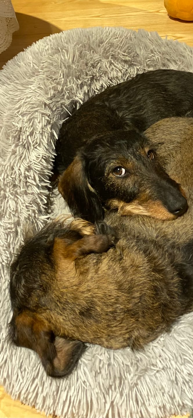 Customer photo review of CalmBed - Pälsfritt Överdrag
