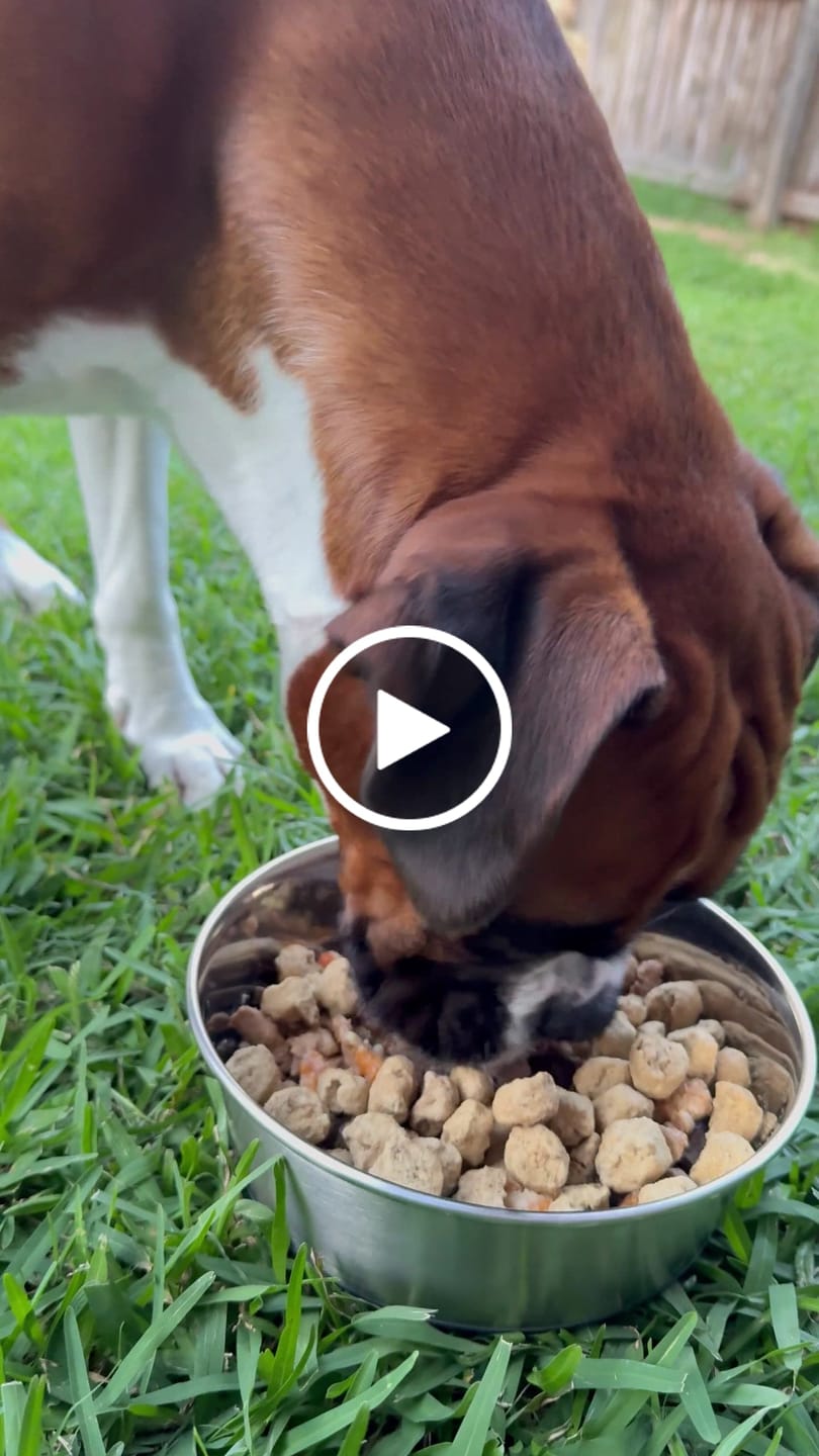 Customer video review of Turkey Bobs - Freeze Dried Meatballs