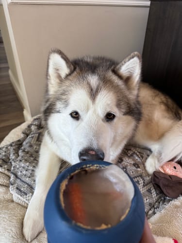 Customer photo review of Freezball - Durable Fillable Dog Chew Bone