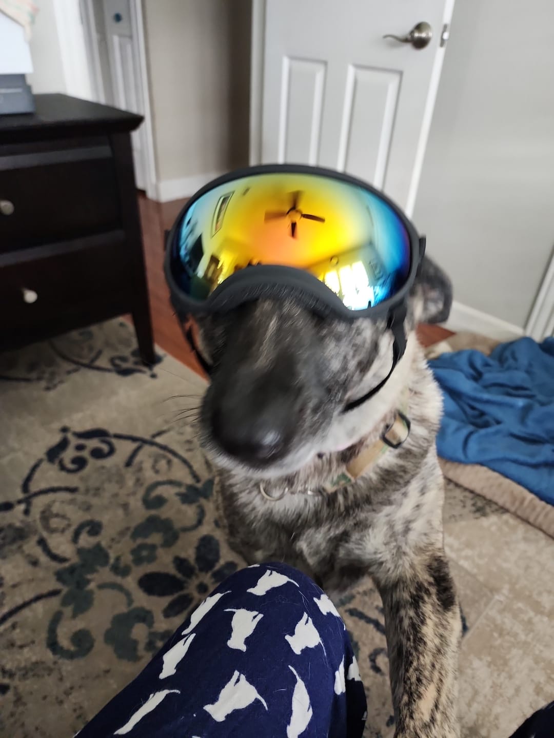 Customer photo from Brian D.: Cinder wearing Team K9 Dog Goggles