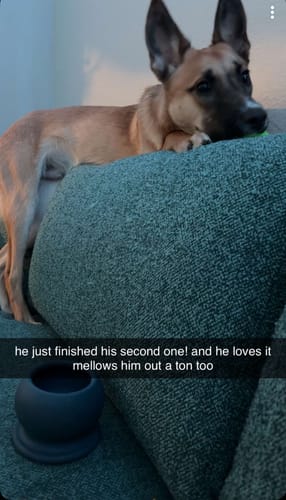 Customer photo review of Freezball - Durable Fillable Dog Chew Bone