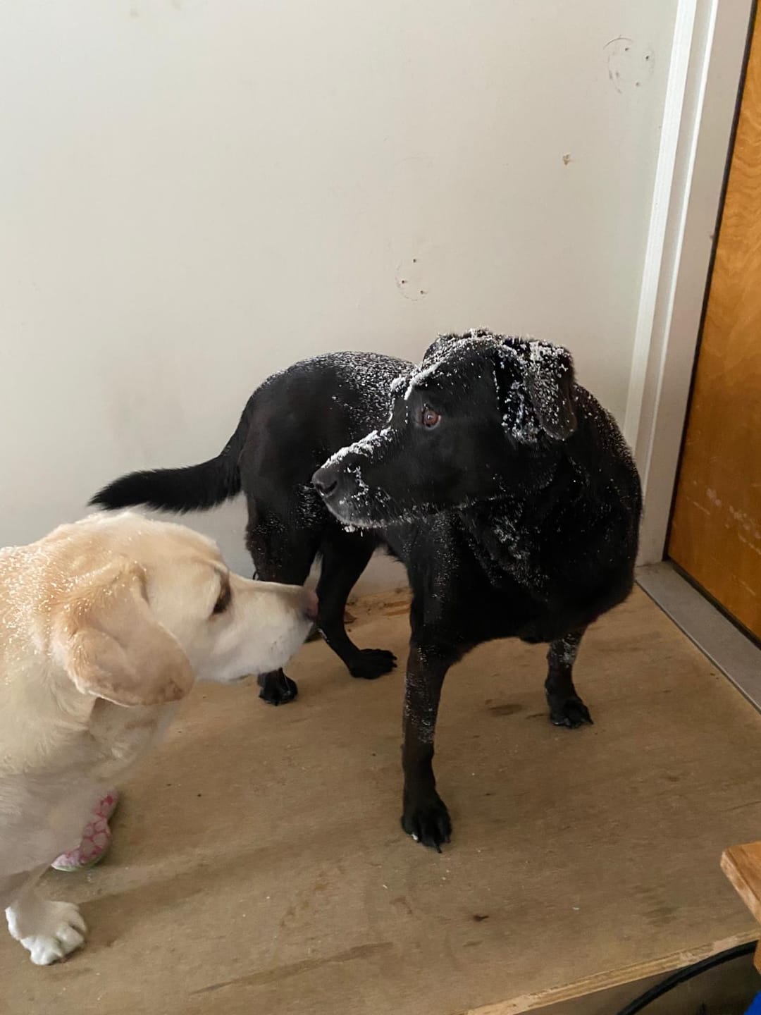 Customer photo review of Bison Liver Treats