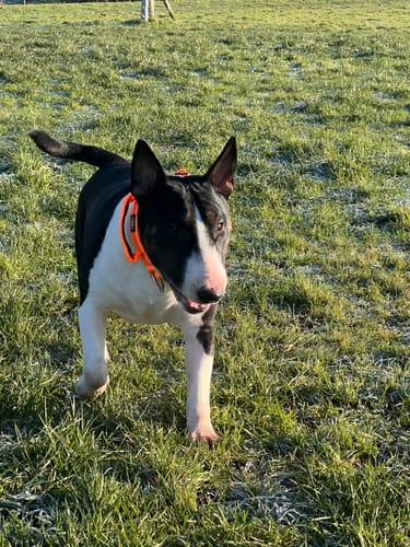 undefined review of 5cm Combat® Collar | With Handle & Secure Clip - Orange image 1 out of 2