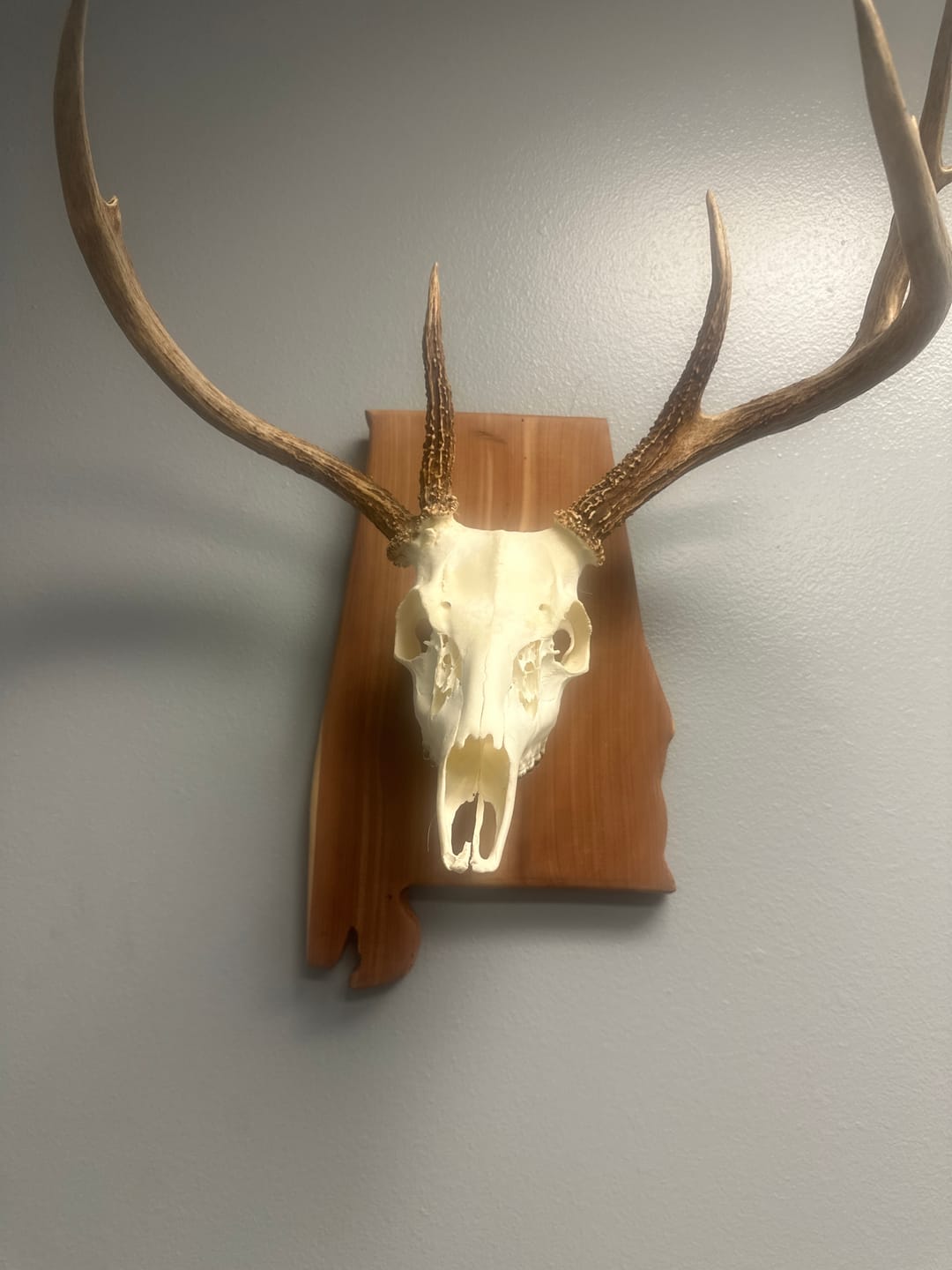 Customer photo review of 16.0x10.0" State Of Alabama Acrylic Router Template