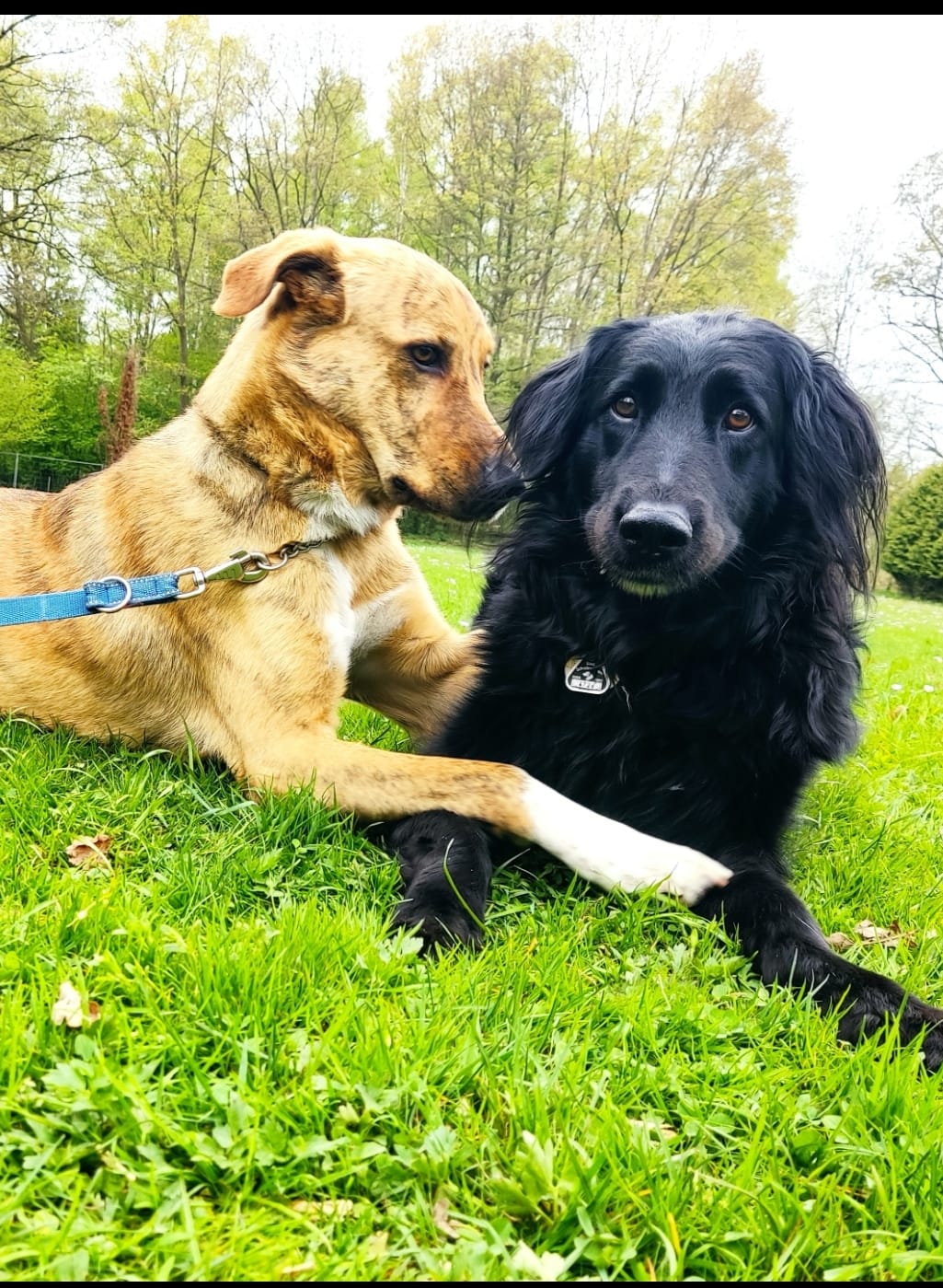 Customer photo review of Tierisches Wasserfarben Hunde Portrait
